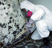 Master Service Pro Residential Mold Inspection