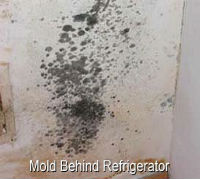 MSP Mold Inspection behind refrigerator