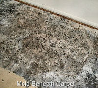 MSP Mold Inspection Beneath Carpet