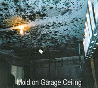 MSP Mold on garage ceiling
