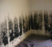 GreenSTAR Pro Mold Remediation