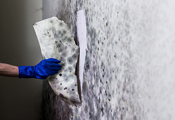 Mold Removal & Inspection – Barrington, IL 60010