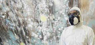 Green Mater Pro Black Mold Remediation