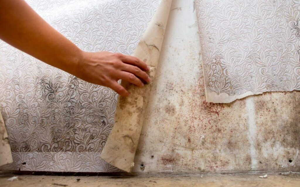 mold-removal-MasterService-010 Green STar Master HomePro Mold Remediation Libertyville, 60048