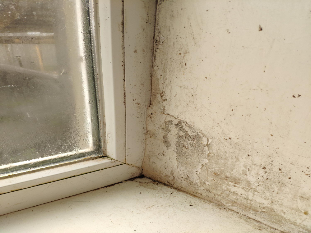 mold remova