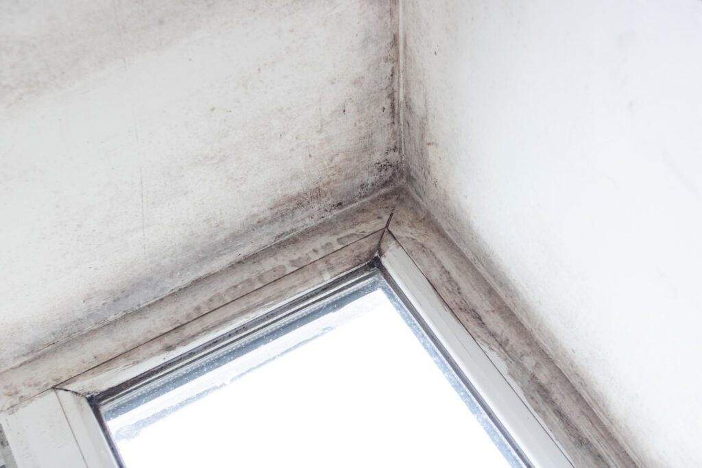 mold removal on attic