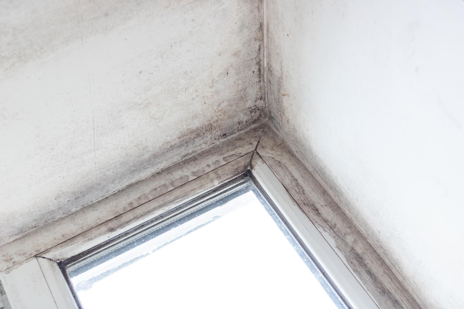 mold removal on attic