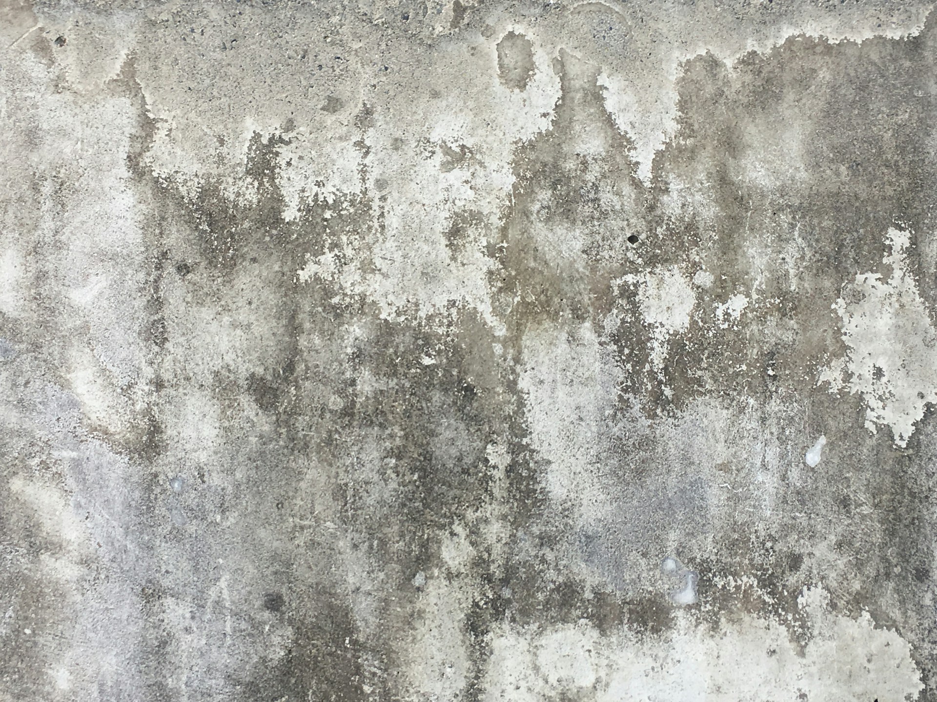 Black Mold vs. Regular Mold