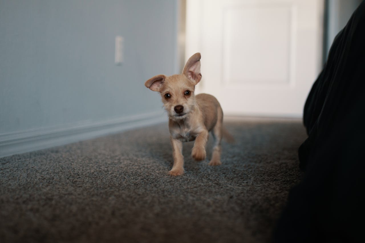 pet odor carpet cleaning
